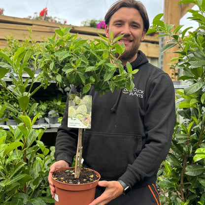 Hydrangea paniculata 'LimeLight’ Tree One Click Plants