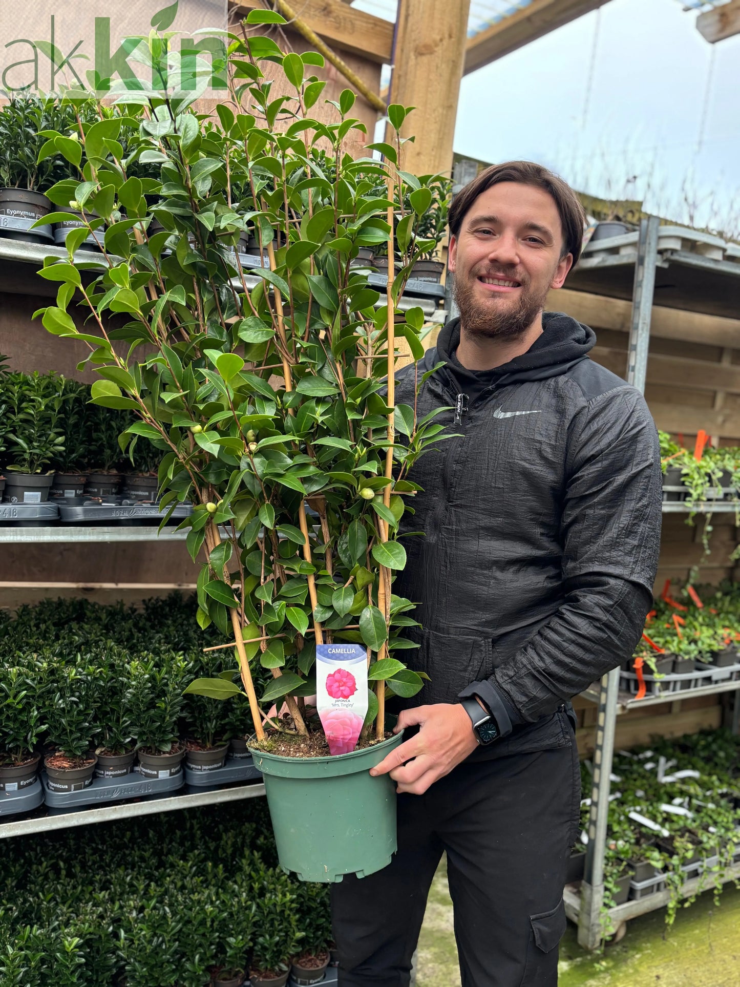 Camellia japonica 'Mrs Tingley' 5L 100-120cm One Click Plants