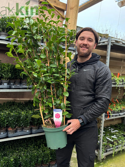 Camellia japonica 'Mrs Tingley' 5L 100-120cm One Click Plants