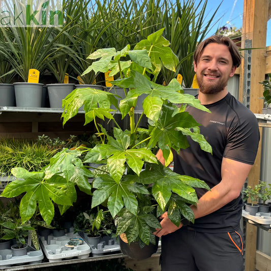 Fatsia japonica 9cm-5L One Click Plants