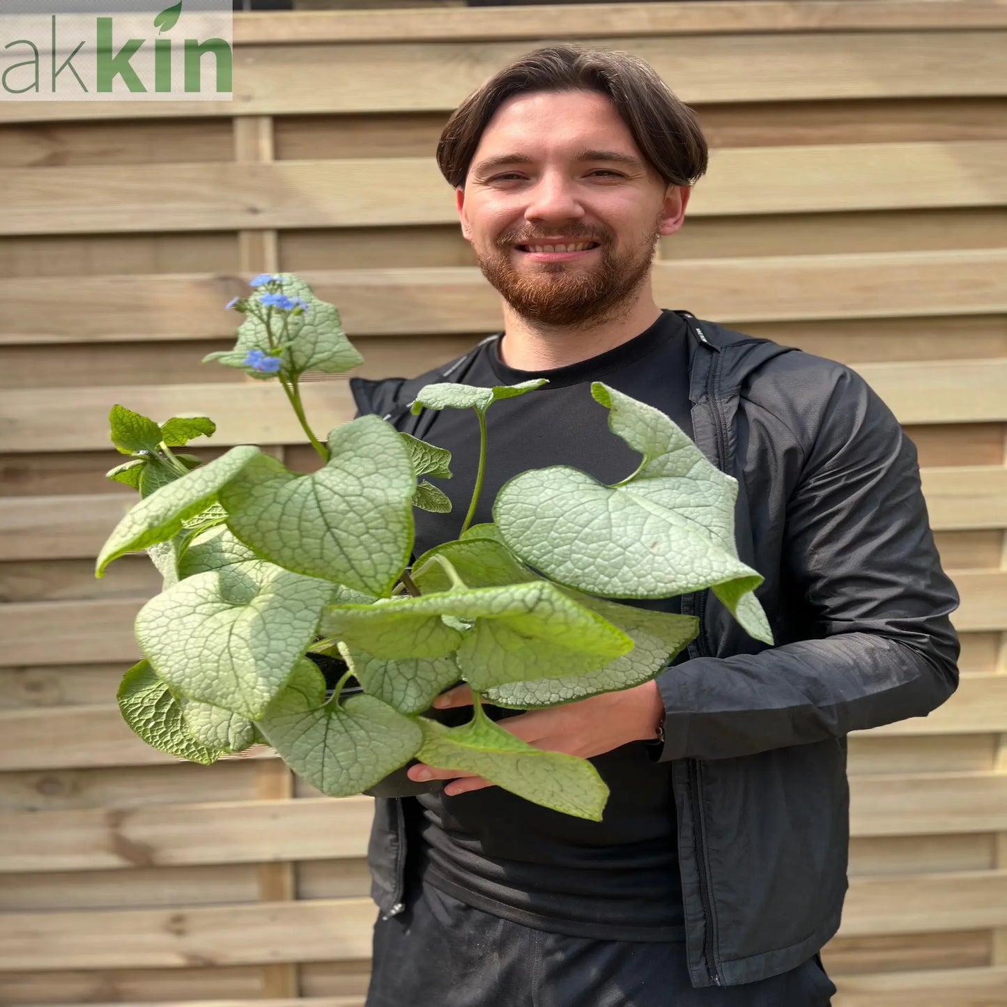 Brunnera Macrophylla Alexandria 2L One Click Plants