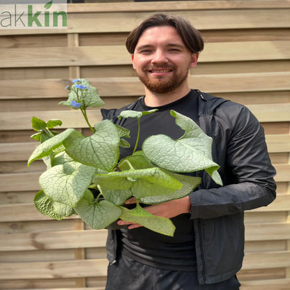 Brunnera Macrophylla Alexandria 2L One Click Plants