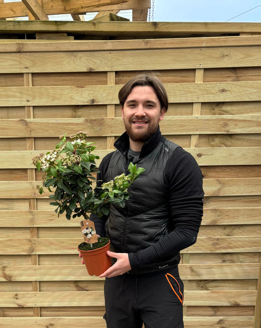 Viburnum tinus Patio Tree One Click Plants