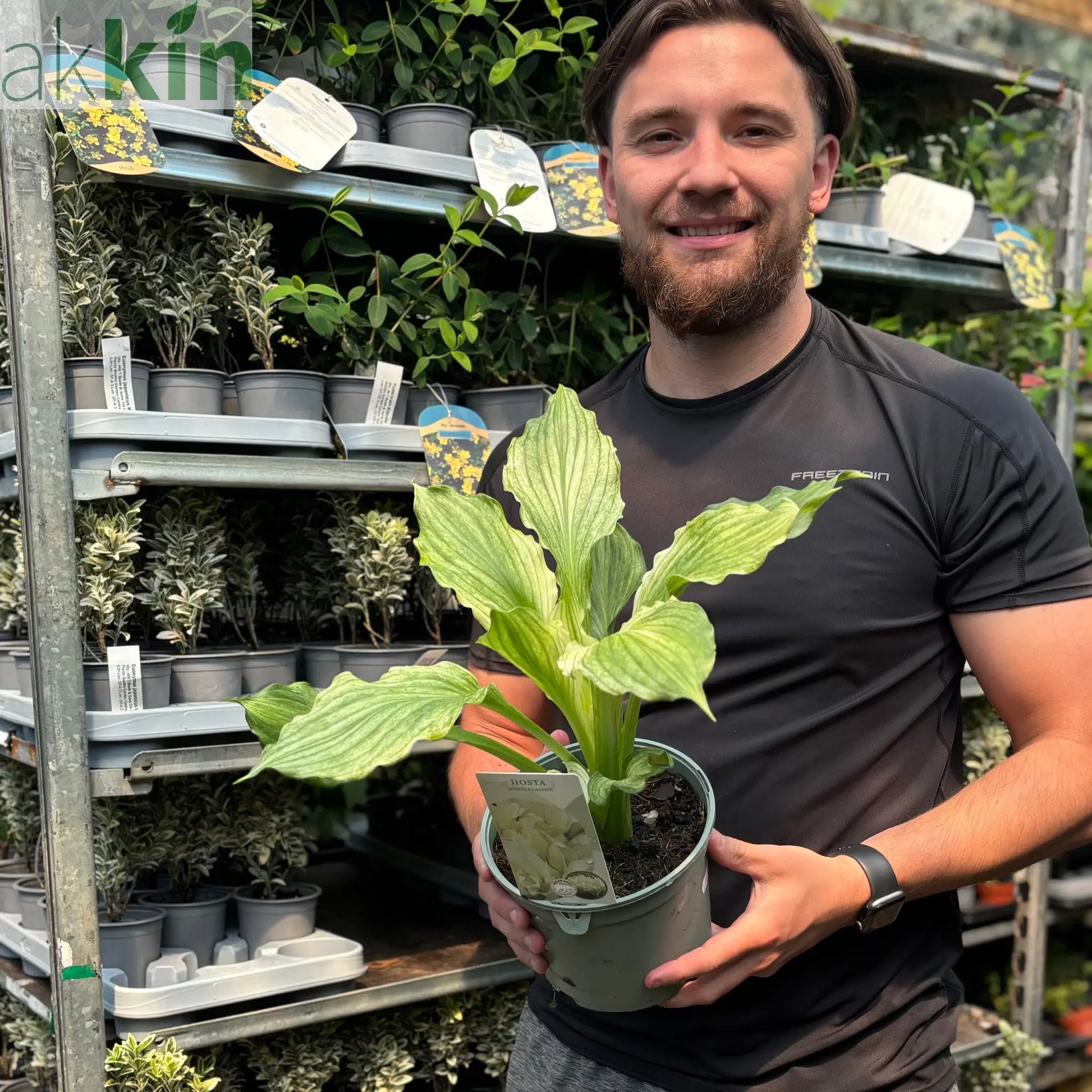 Hosta 'White Feather 2L One Click Plants