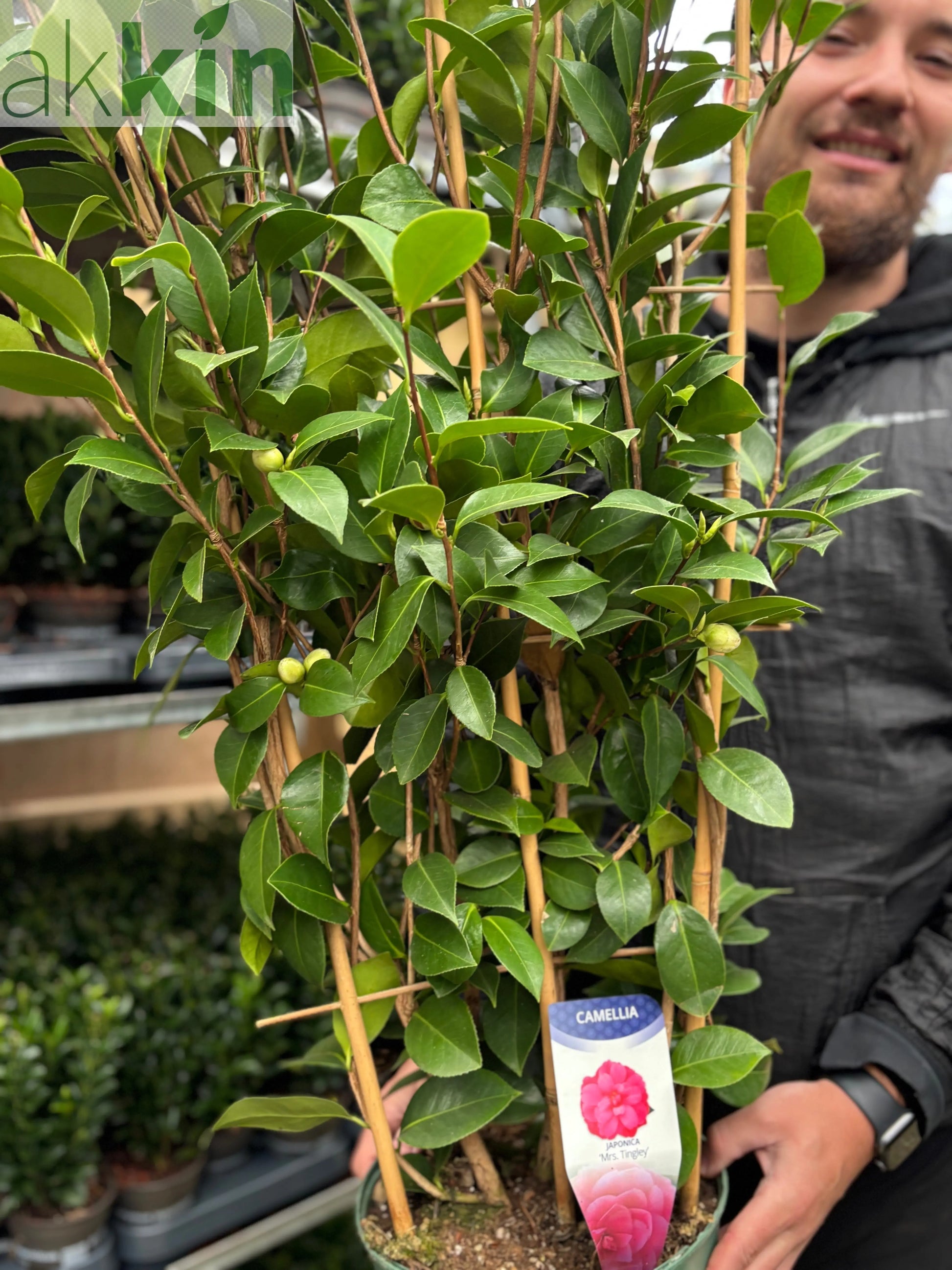 Camellia japonica 'Mrs Tingley' 5L 100-120cm One Click Plants