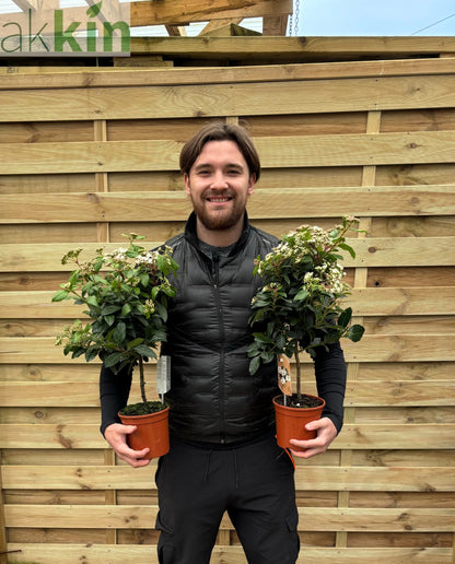 Viburnum tinus Patio Tree One Click Plants