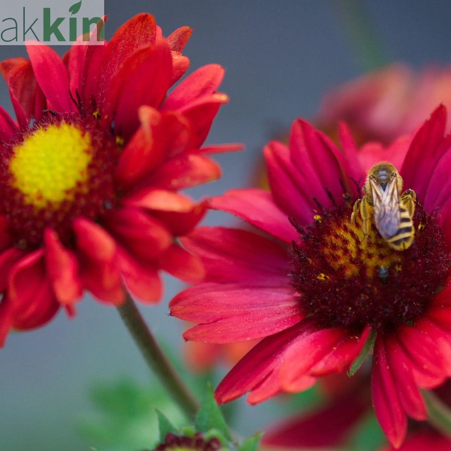 Gaillardia x grandiflora burgunder (9cm Pot) One Click Plants