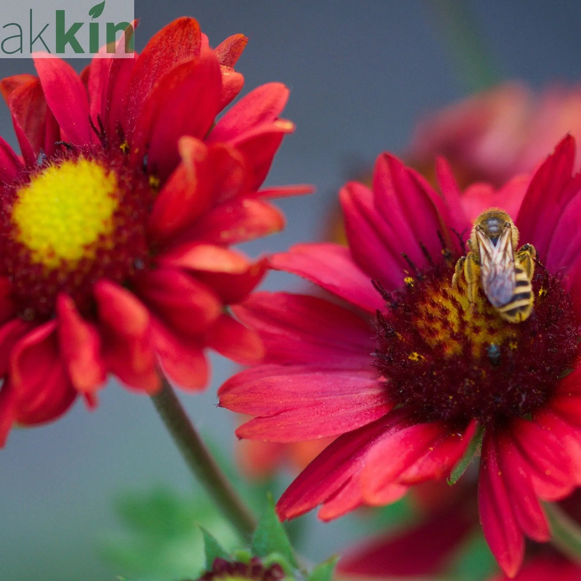 Gaillardia x grandiflora burgunder (9cm Pot) One Click Plants