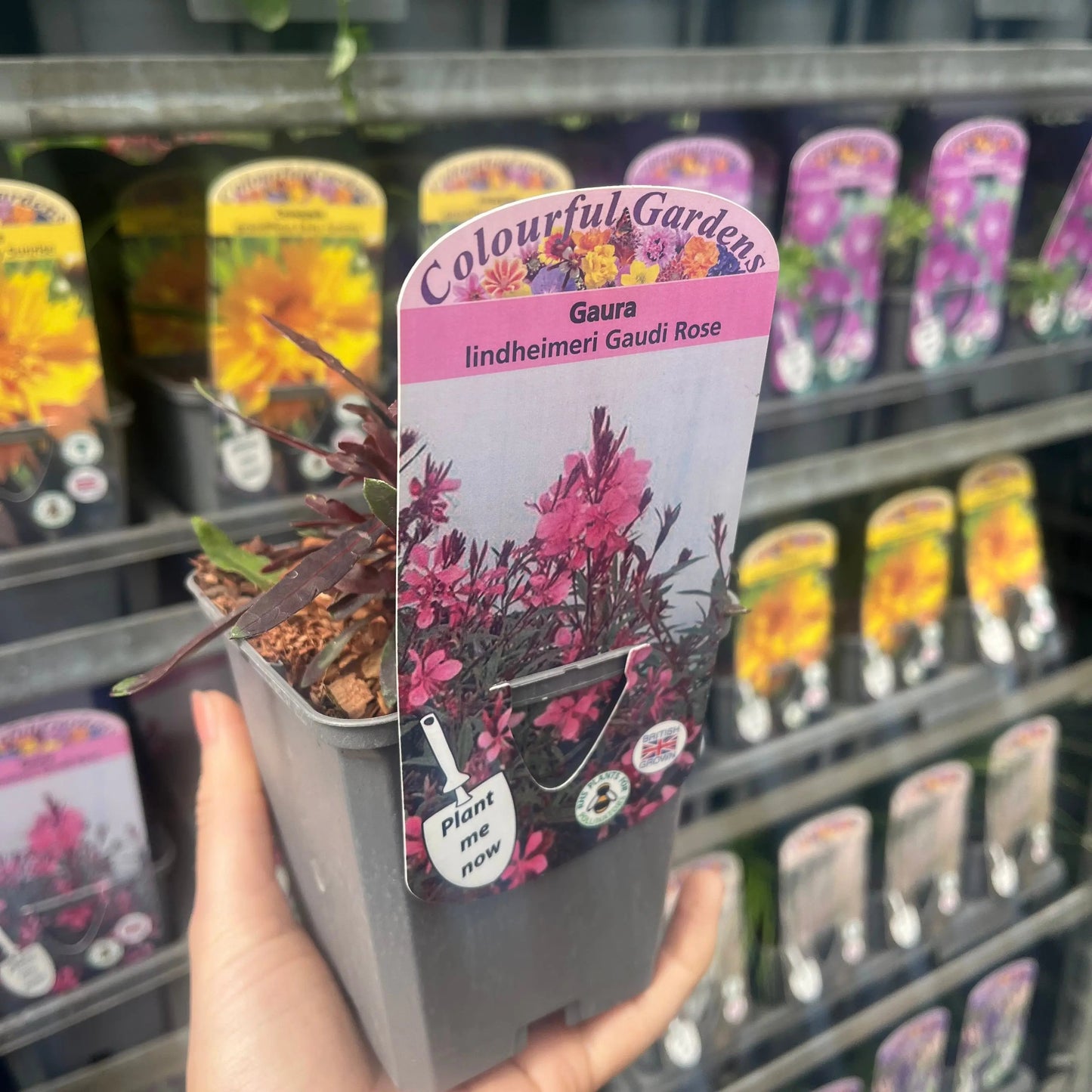 Gaura lindheimeri Gaudi Rose 9cm Pot One Click Plants