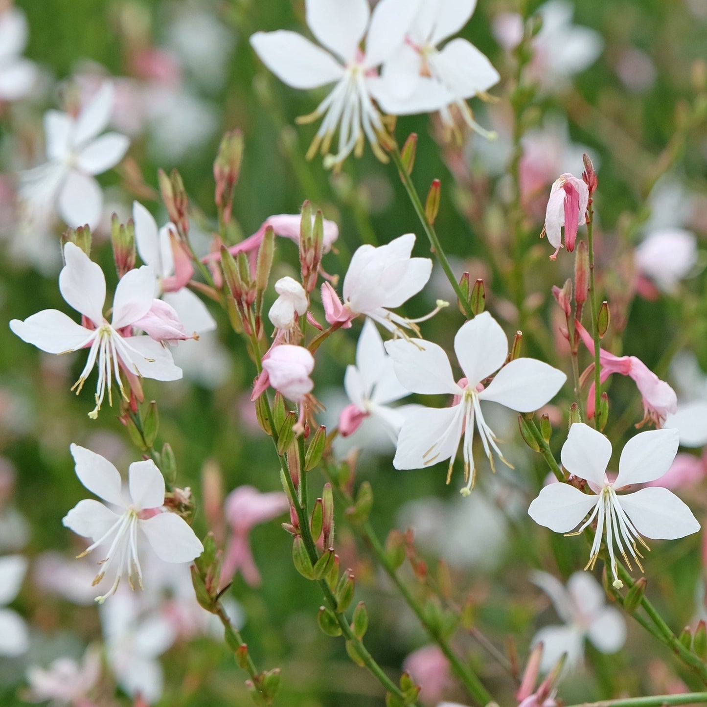 Gaura lindheimeri White 9cm / 2L One Click Plants