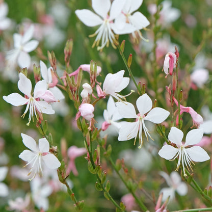 Gaura lindheimeri White 9cm / 2L One Click Plants