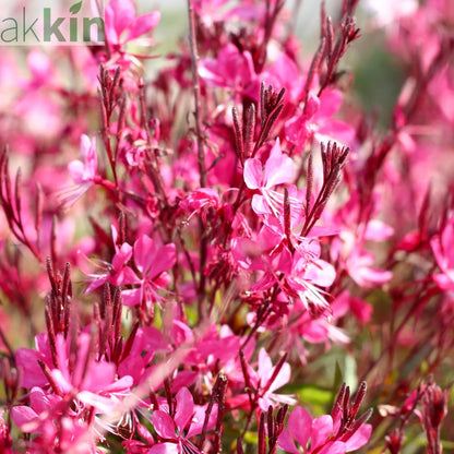 Gaura lindheimeri Gaudi Rose 9cm Pot One Click Plants