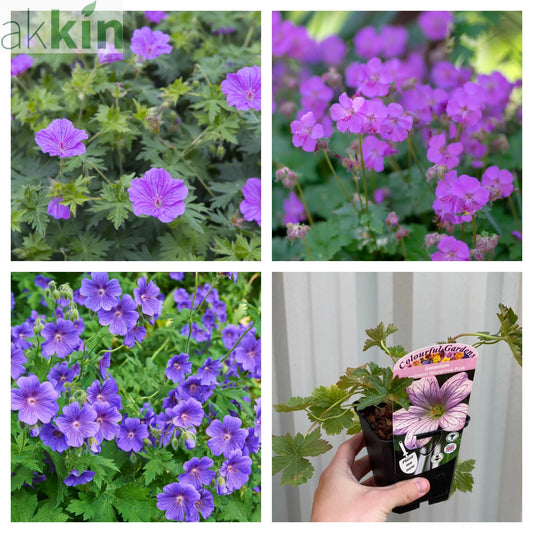 Mix of 3 x Hardy Geraniums 9cm One Click Plants
