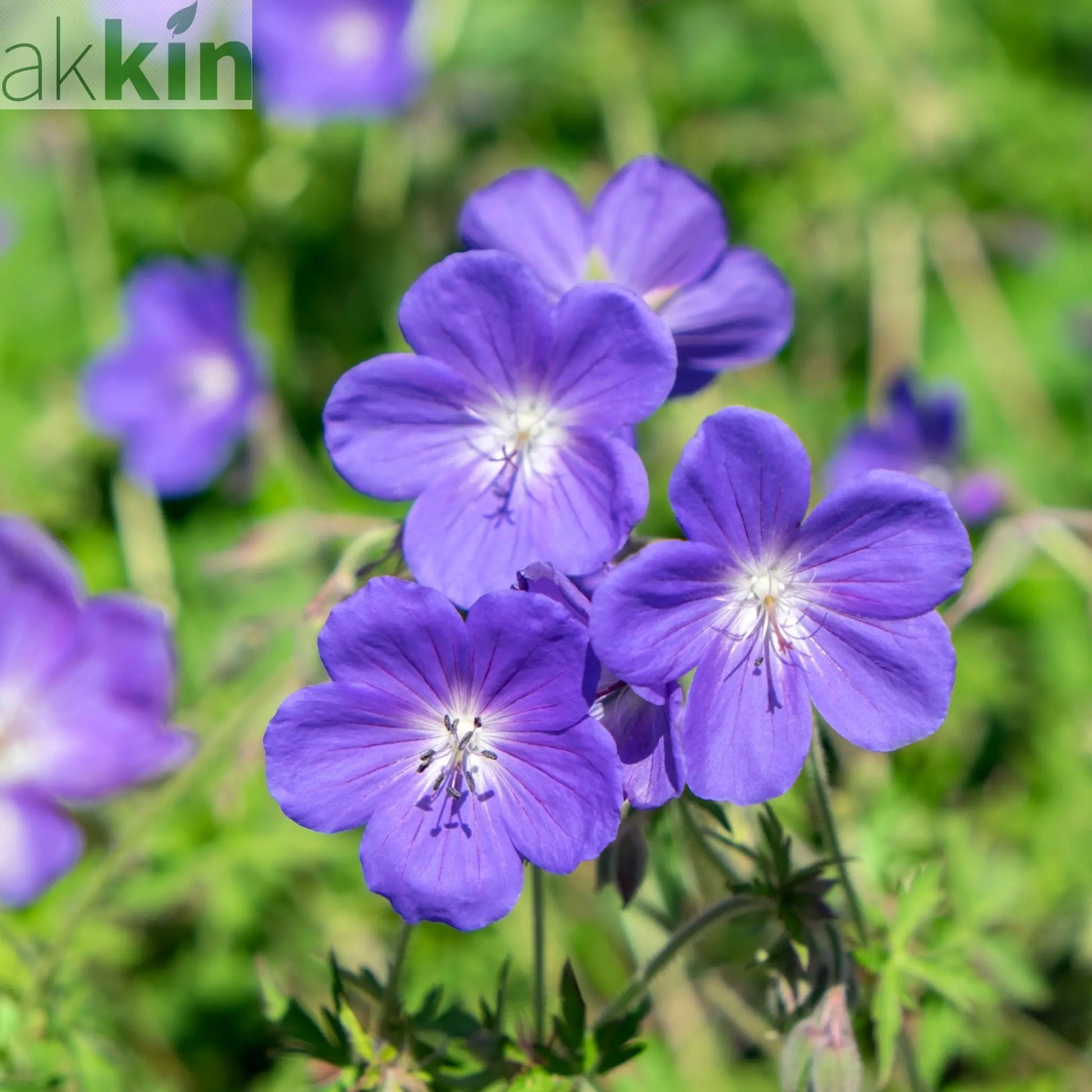 Geranium 'Johnson's Blue' 9cm/2L/3L One Click Plants