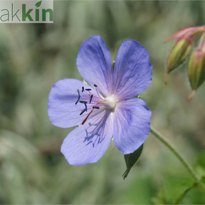 Geranium 'Johnson's Blue' 9cm/2L/3L One Click Plants