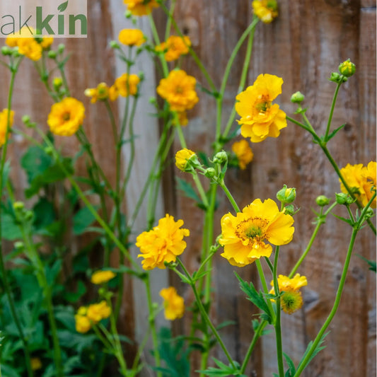 Geum 'Lady Stratheden' (Various Sizes Available) One Click Plants