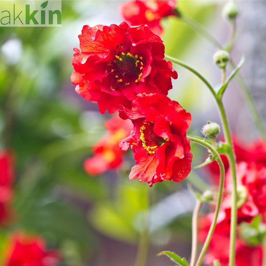 Geum 'Mrs Bradshaw' 9cm/1.5L/3L Pot One Click Plants
