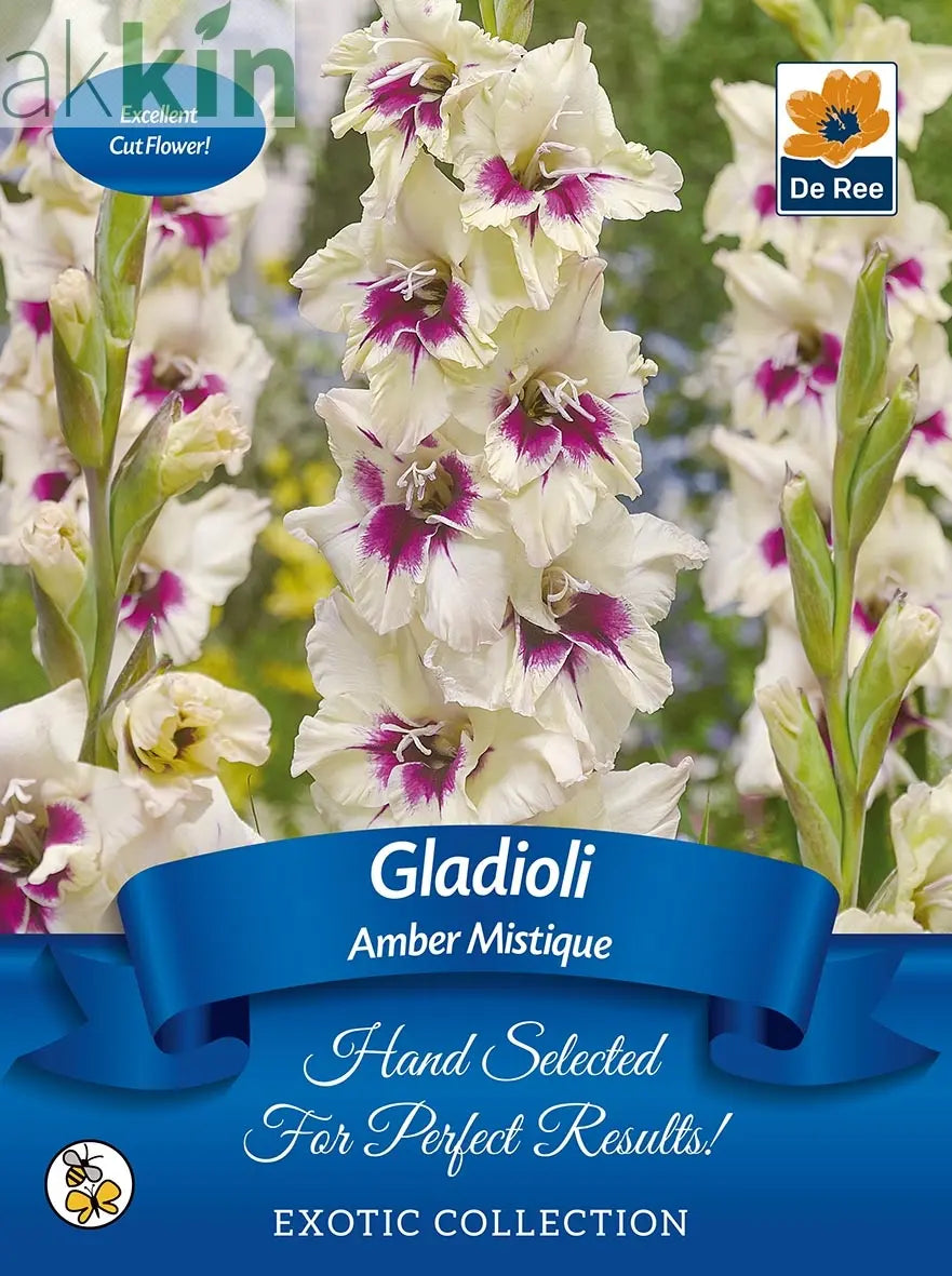Gladioli Bulbs | 'Amber Mistique' | Exotic Collection 7 Bulbs One Click Plants