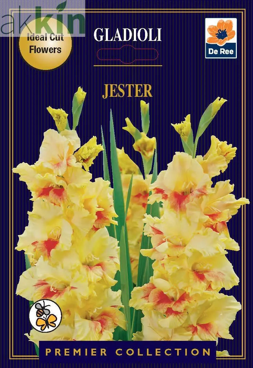 Gladioli Bulbs | Jester |10 Bulbs One Click Plants