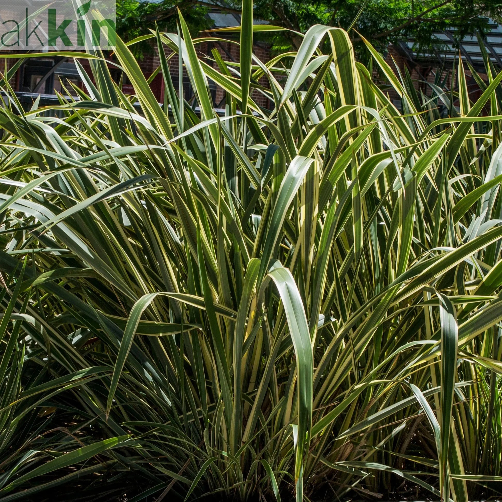 Phormium 'Gold Ray' 9cm / 2L One Click Plants