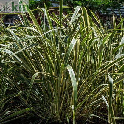 Phormium 'Gold Ray' 9cm / 2L One Click Plants