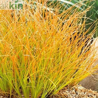 Carex testacea 'Prairie Fire' Grass 3L One Click Plants