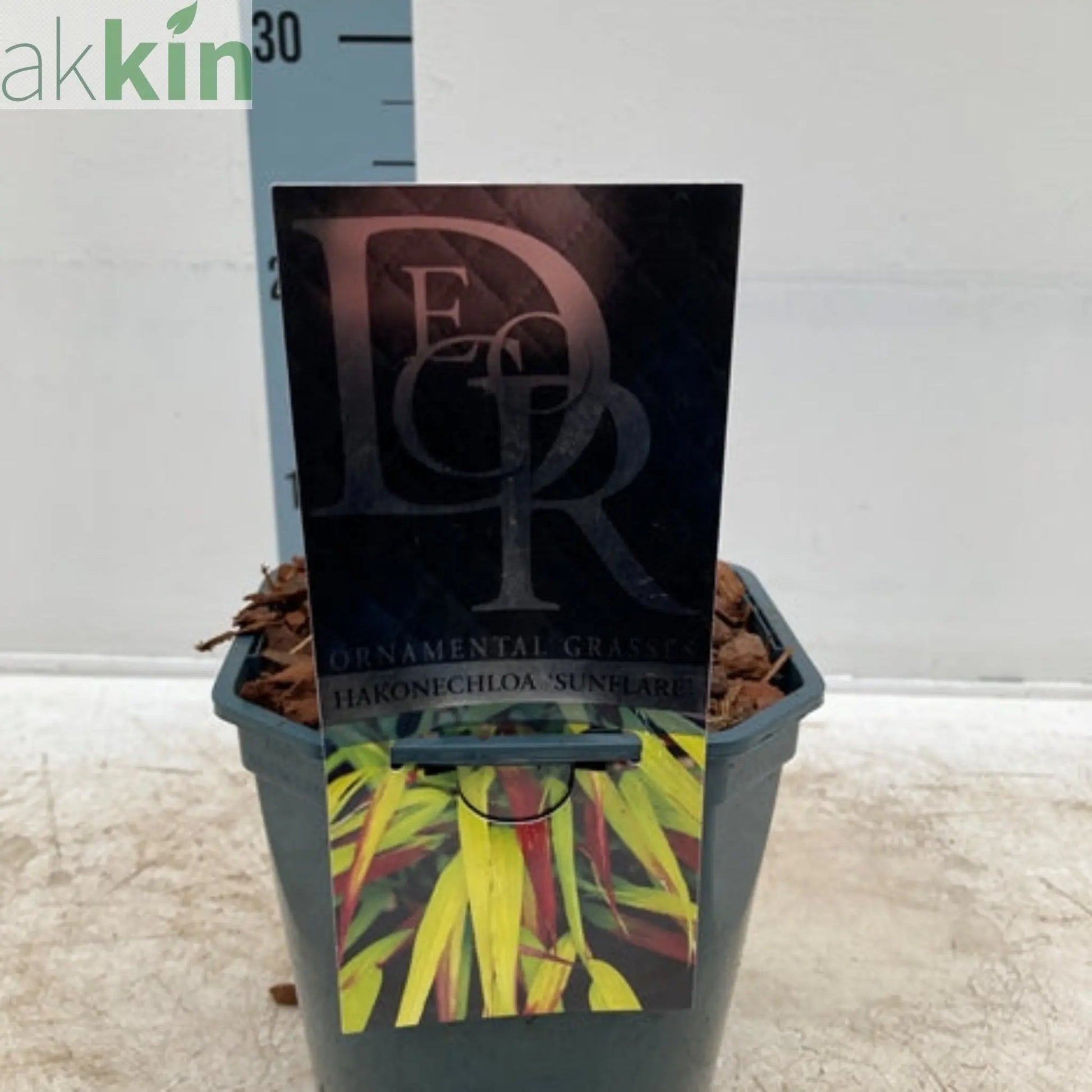 Hakonechloa macra 'Sunflare' Grass 2L One Click Plants