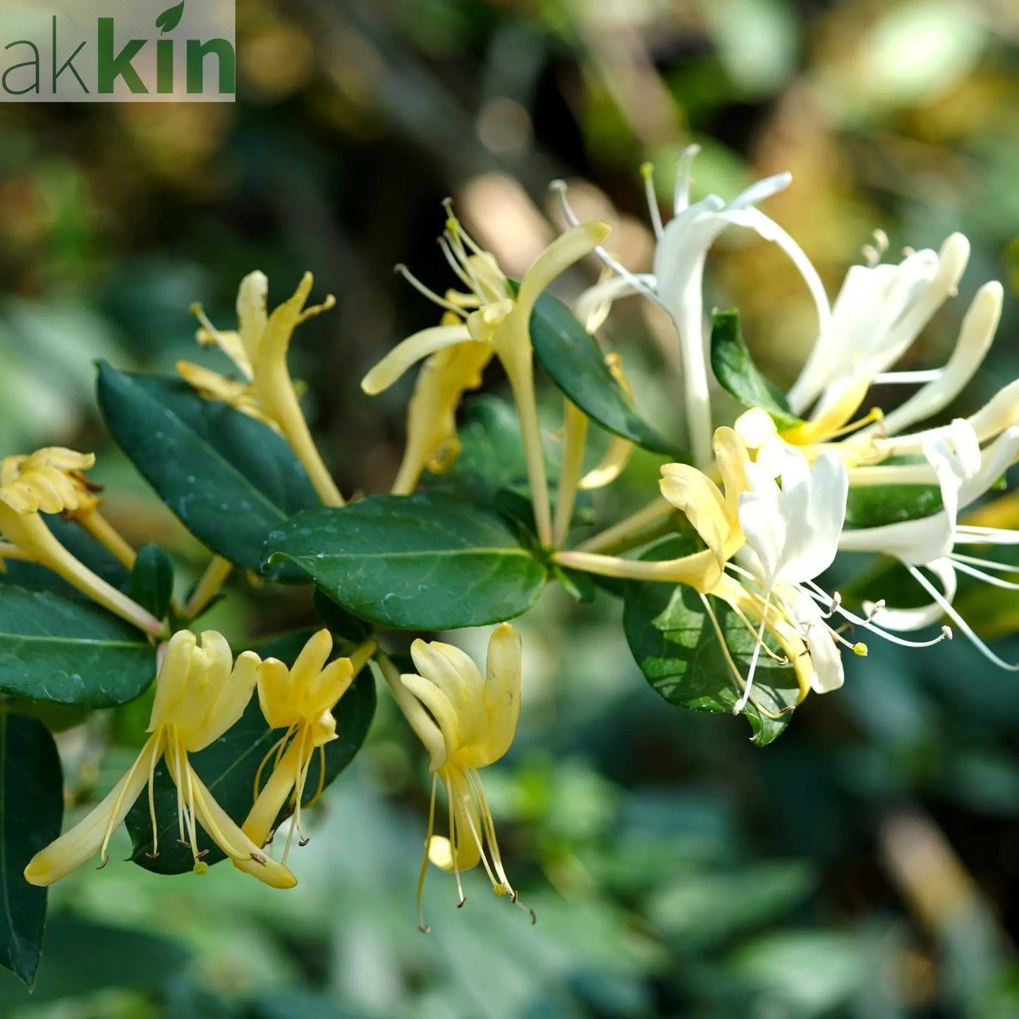 Honeysuckle 'Hall's Prolific' | Lonicera japonica 70cm One Click Plants