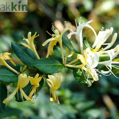 Honeysuckle 'Hall's Prolific' | Lonicera japonica 70cm One Click Plants