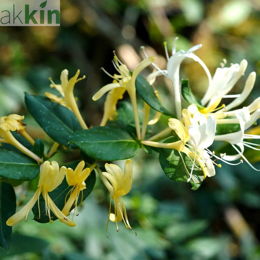 Honeysuckle 'Hall's Prolific' | Lonicera japonica 70cm One Click Plants