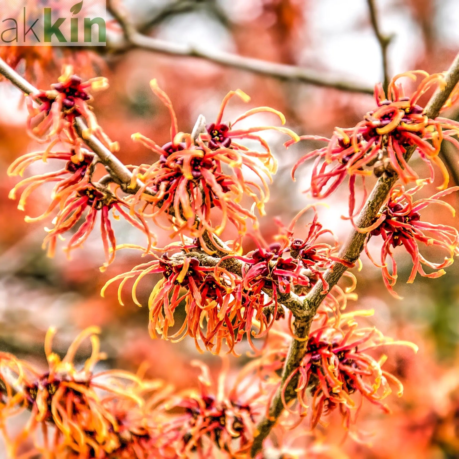 Hamamelis - Orange Beauty (Witch Hazel) 5L One Click Plants