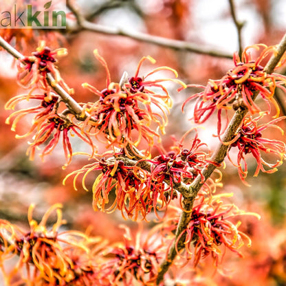 Hamamelis - Orange Beauty (Witch Hazel) 5L One Click Plants