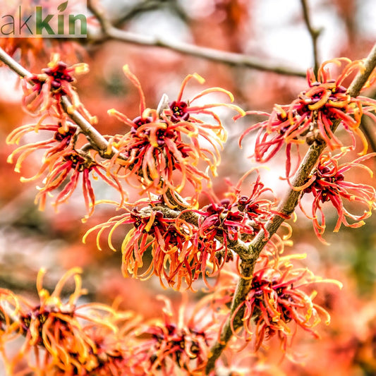 Hamamelis - Orange Beauty (Witch Hazel) 5L One Click Plants