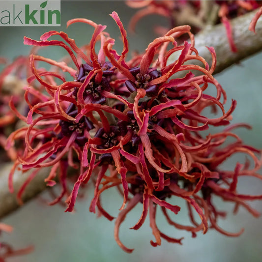 Hamamelis - Rubin (Witch Hazel) 5L One Click Plants
