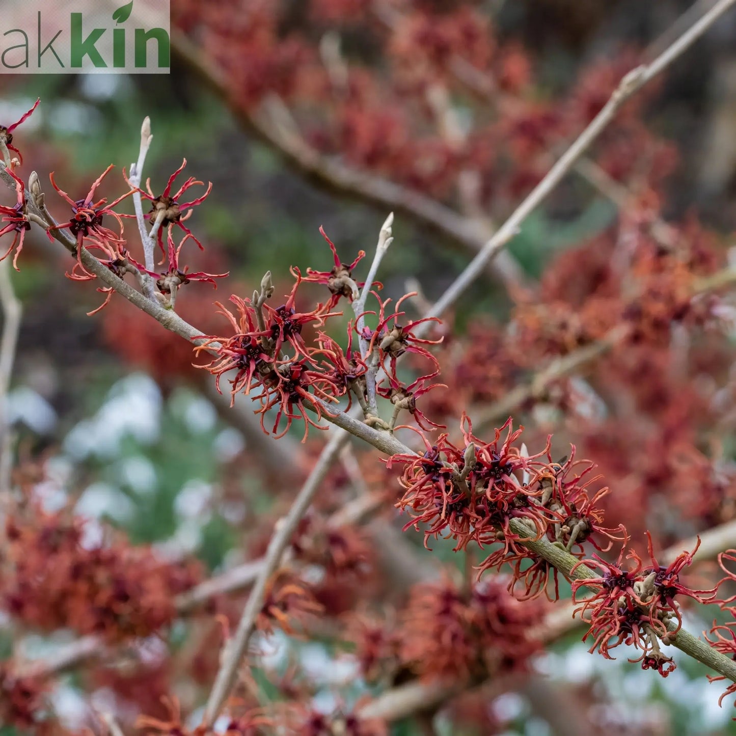 Hamamelis - Rubin (Witch Hazel) 5L One Click Plants