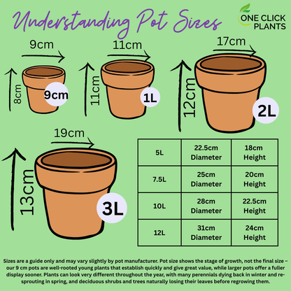 Hardy Cyclamen Pink (9cm Pot) One Click Plants