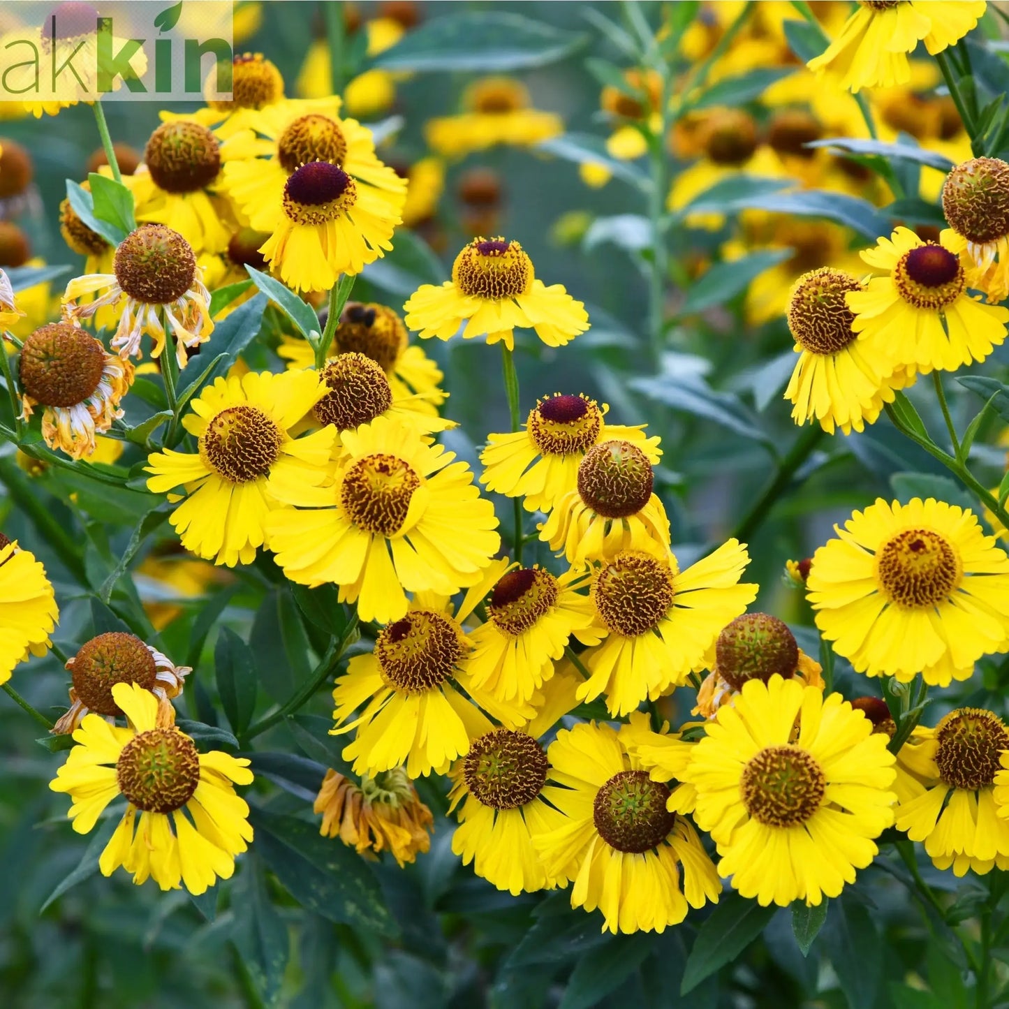 Helenium - Tip Top 1L One Click Plants