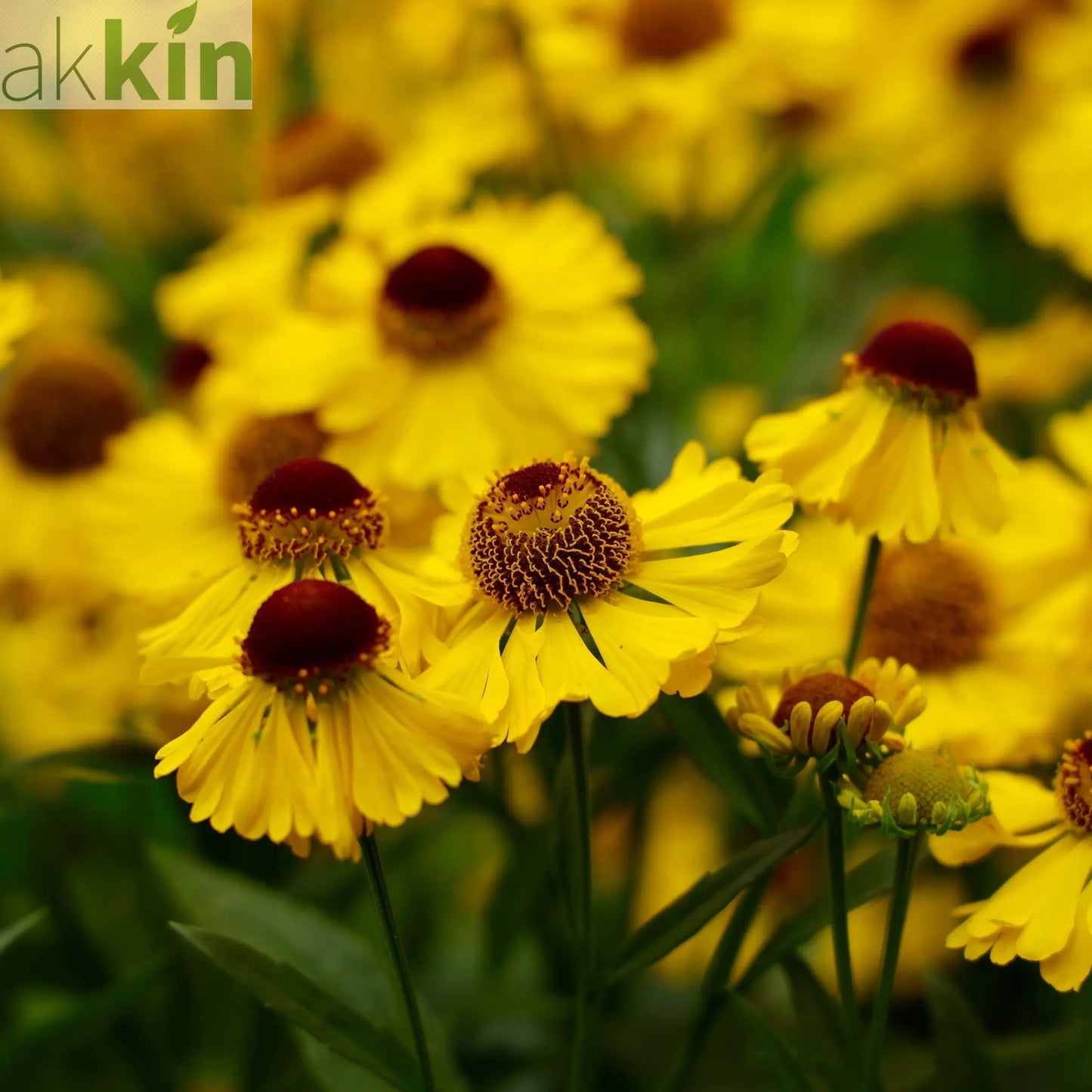 Helenium - Tip Top 1L One Click Plants