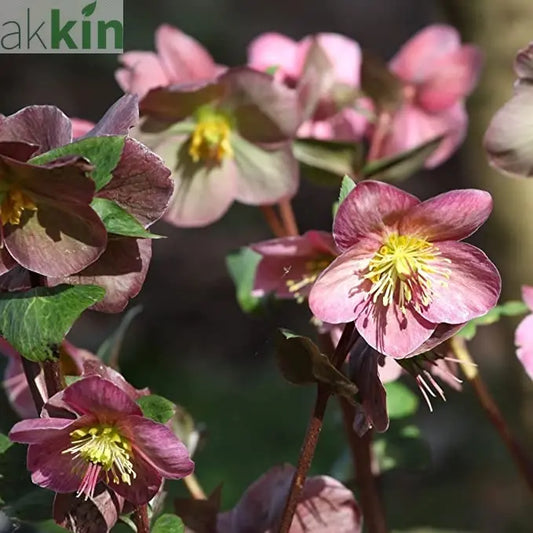 Mix of 3 Helleborus / Hellebore (3 x 9cm Pots) One Click Plants