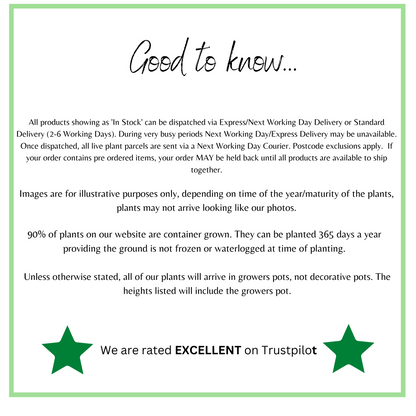 Heuchera 'Binoche' 2L One Click Plants