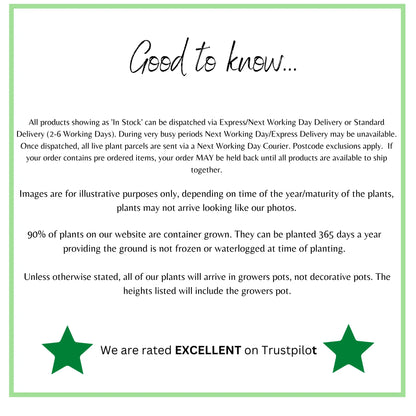 Heuchera 'Blondie' 2L One Click Plants