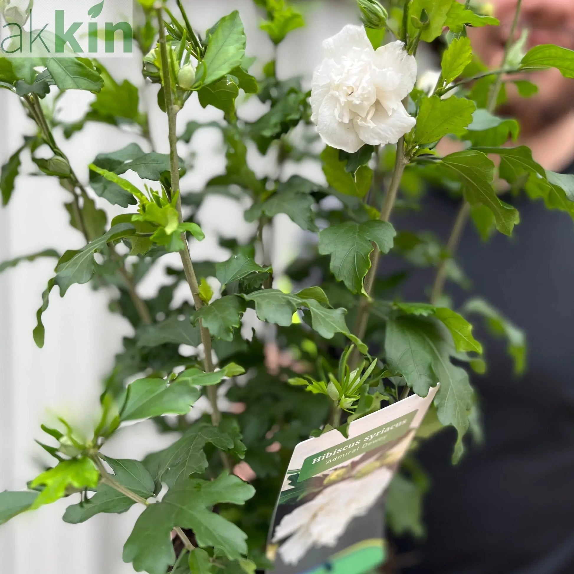 Hibiscus Syriacus 'Admiral Dewey' - White One Click Plants