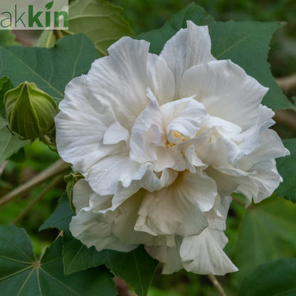 Hibiscus Syriacus 'Admiral Dewey' - White One Click Plants