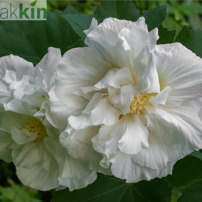 Hibiscus Syriacus 'Admiral Dewey' - White One Click Plants