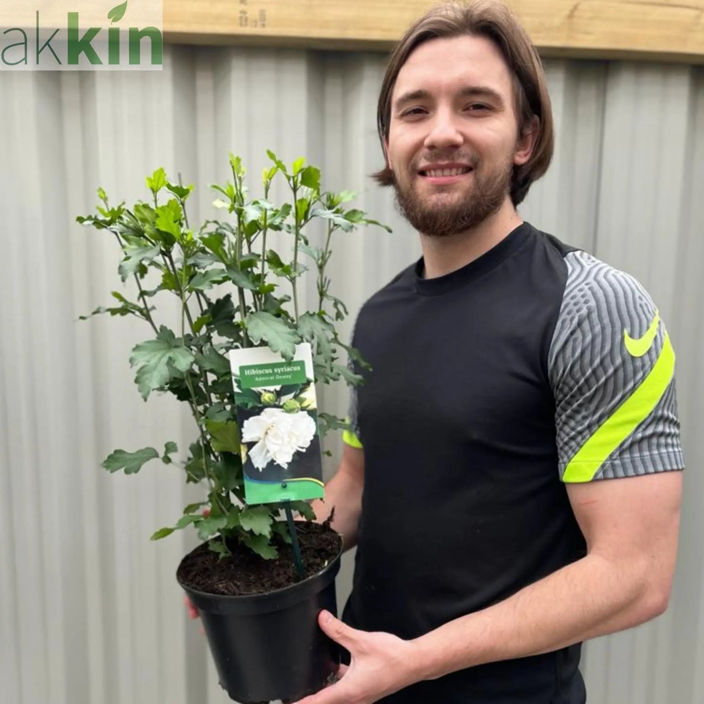 Hibiscus Syriacus 'Admiral Dewey' - White One Click Plants
