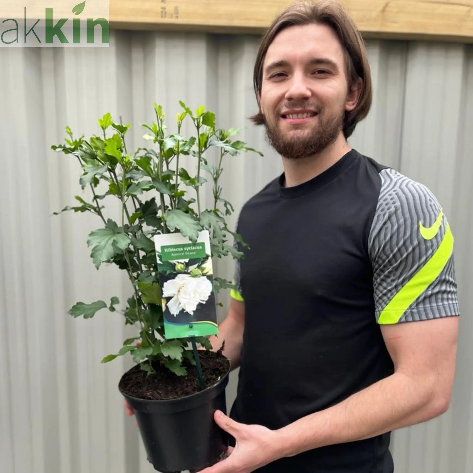 Hibiscus Syriacus 'Admiral Dewey' - White One Click Plants