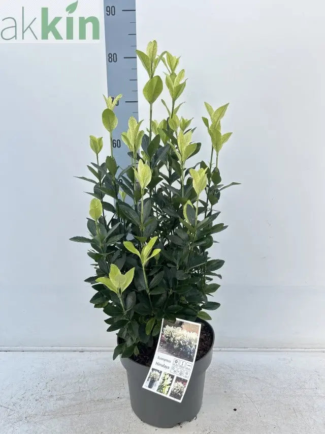 Euonymus japonica 'Himalaya' 9cm/2L/5L One Click Plants