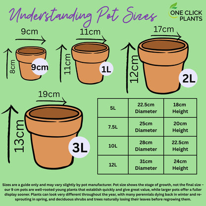 Hollyhock (Alcea) Yellow 'Spring Celebrities Lemon' 1.5L One Click Plants