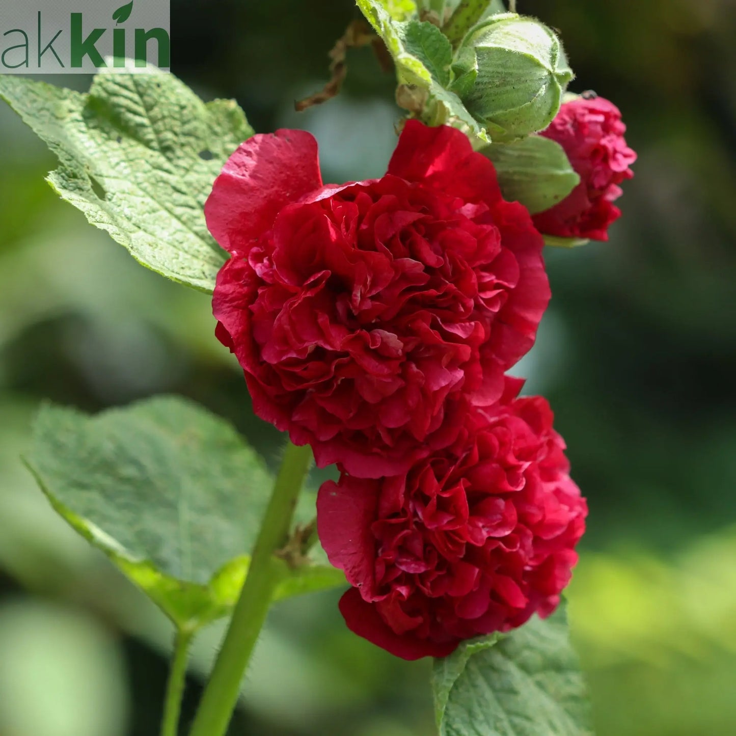 Hollyhock (Alcea) Chater's Red 9cm One Click Plants