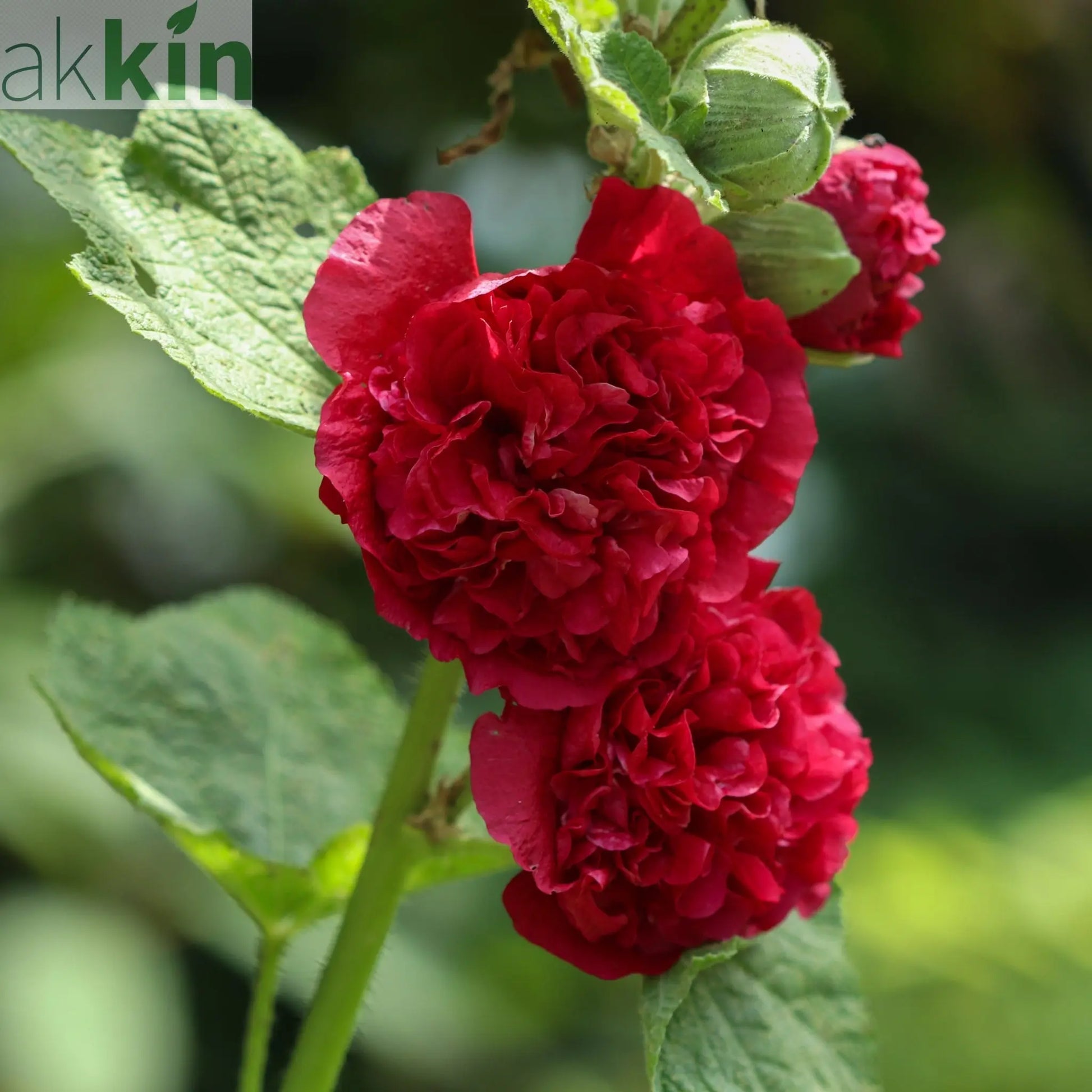 Hollyhock (Alcea) Chater's Red 9cm One Click Plants